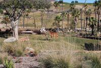 San Diego Zoo Safari Park